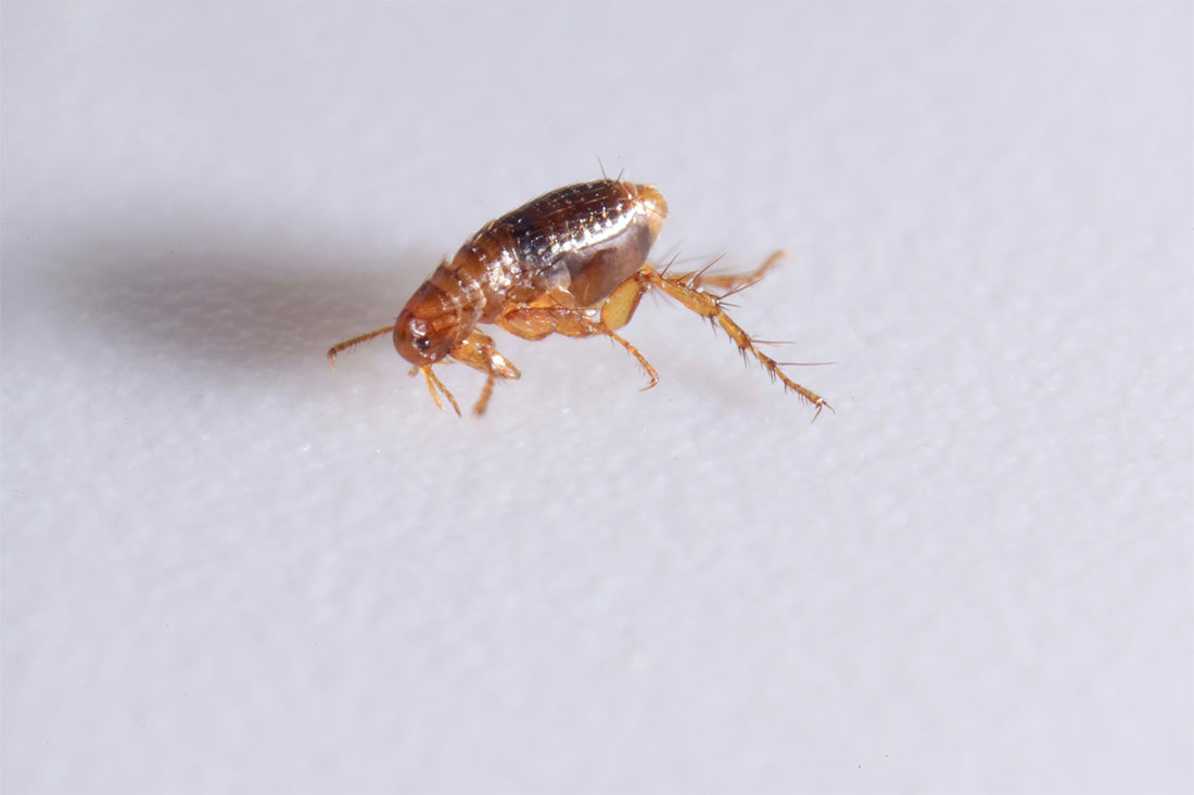 How To Know if You Have Fleas & How To Remove Them