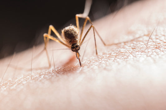 Why Do Bug Bites Itch More at Night?