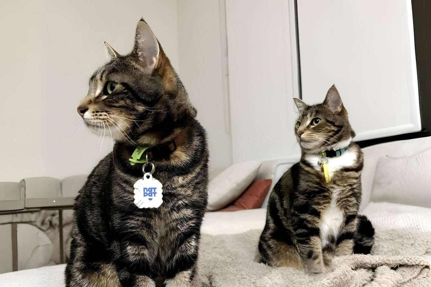 Cat Allergy Vapor Stickers