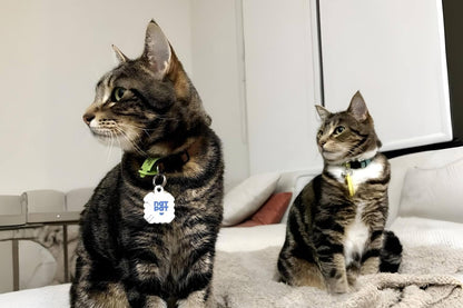 Cat Allergy Vapor Stickers