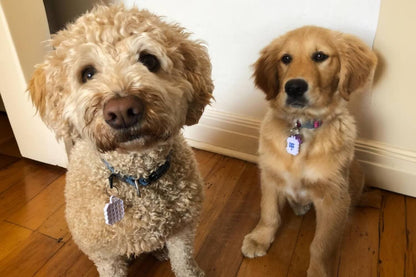 Dog Allergy Vapor Stickers