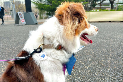 Pet Flea Repellent Stickers